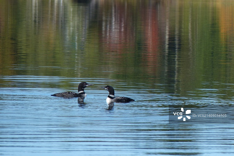 潜鸟莫奈图片素材