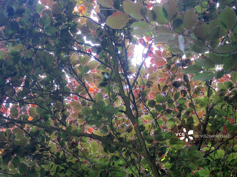 米森登，奇尔tern山，白金汉郡，2013年7月14日星期日图片素材