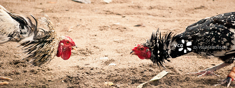 传统斗鸡活动图片素材