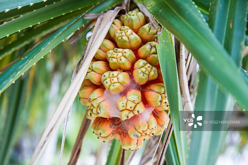 露兜树棕榈果实图片素材
