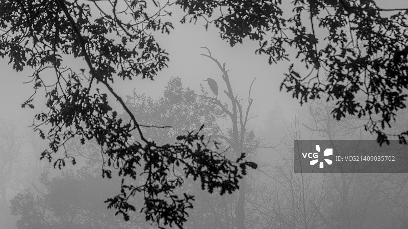 非常灰色的苍鹭图片素材