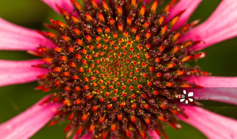 紫锥菊图片素材