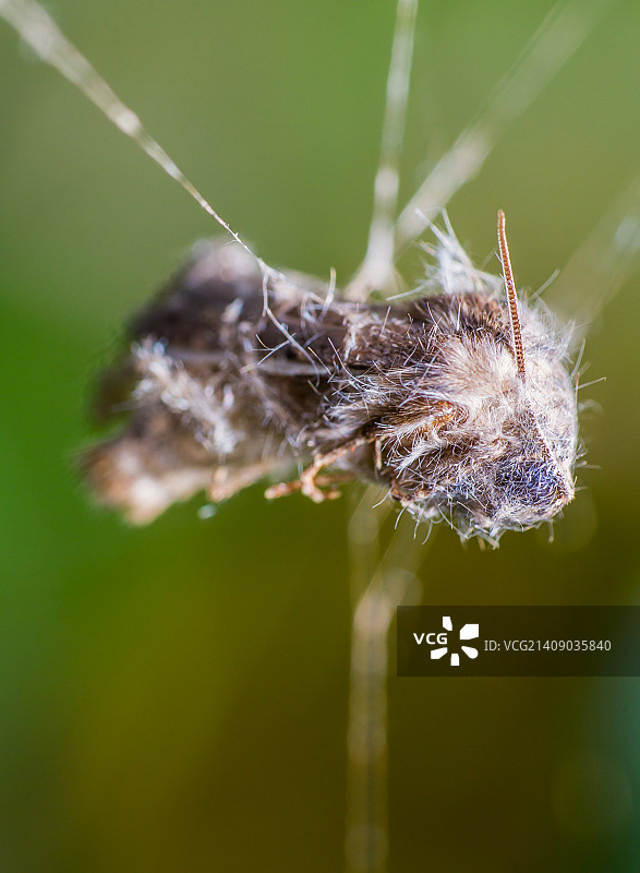 被困的蛾...图片素材
