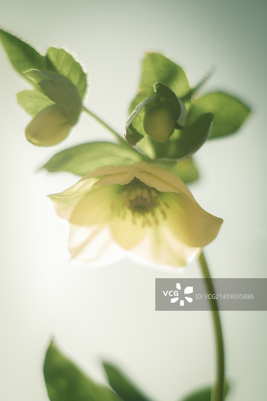 嚏根草图片素材