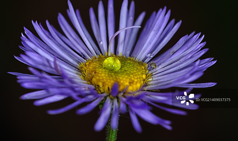 野生紫色紫苑图片素材