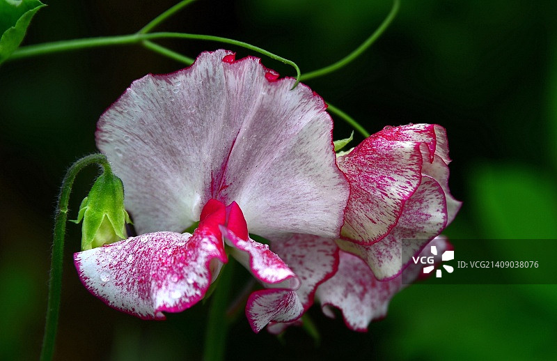 甜豌豆图片素材