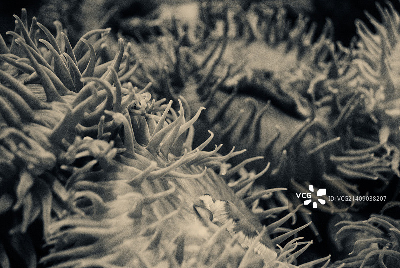 海葵图片素材