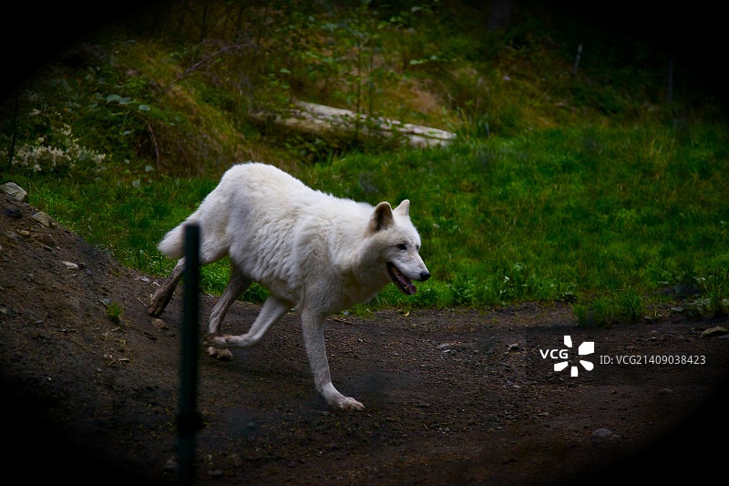 松鸡山图片素材