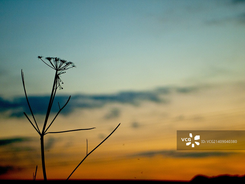 风中摇曳的破败建筑图片素材