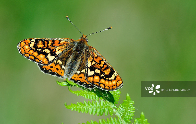 Euphydryas aurinia图片素材