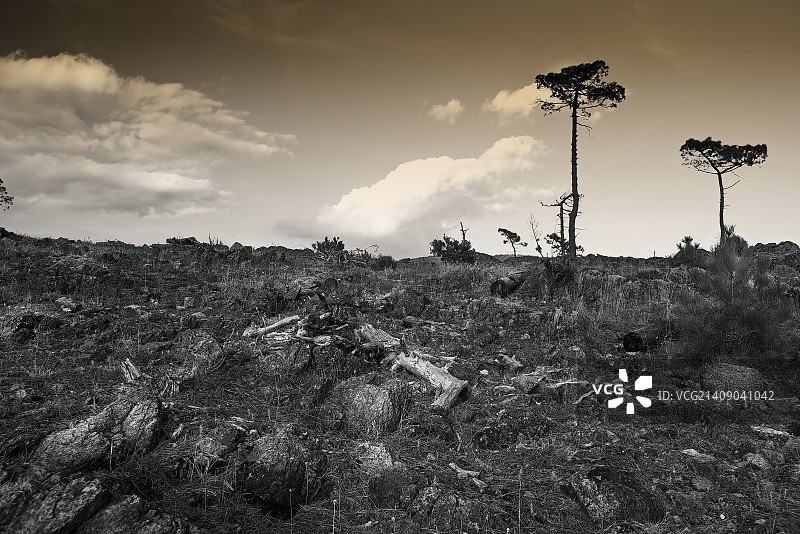 黑与白图片素材