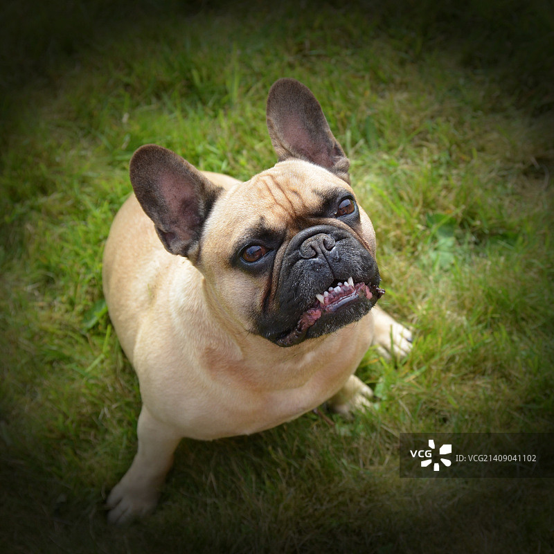 雨果牛头犬图片素材