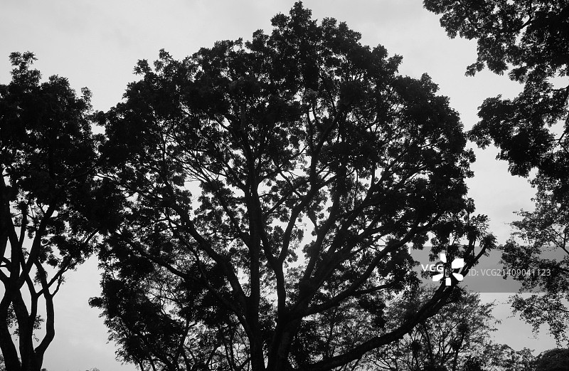 新加坡植物园图片素材