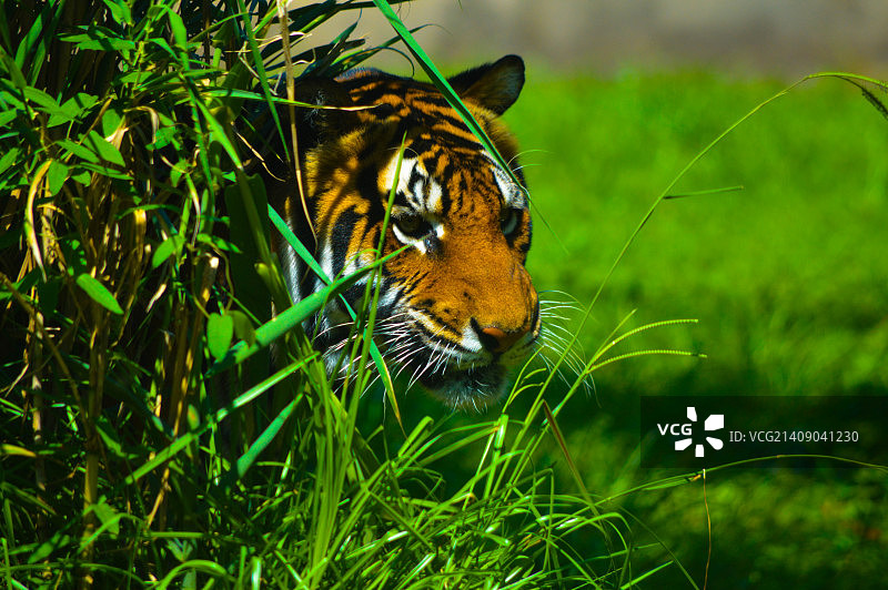 掠食者追踪者图片素材