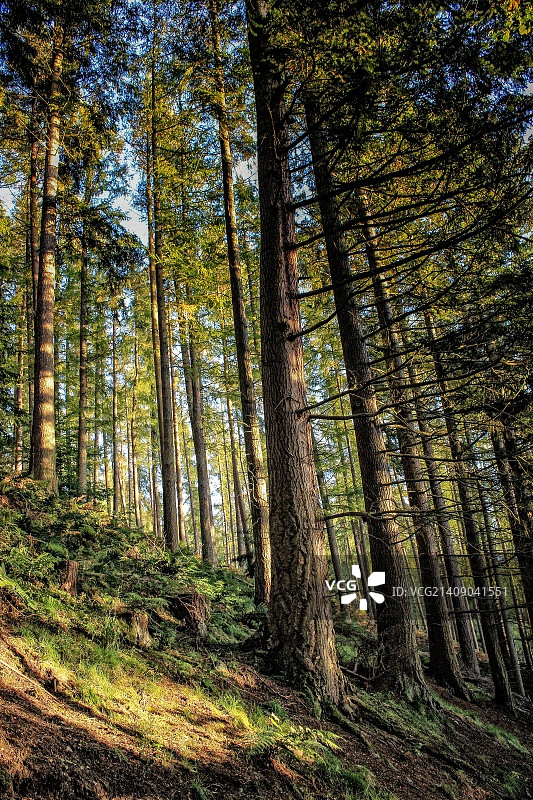 卡德罗纳森林，苏格兰皮布尔斯郡卡德罗纳图片素材