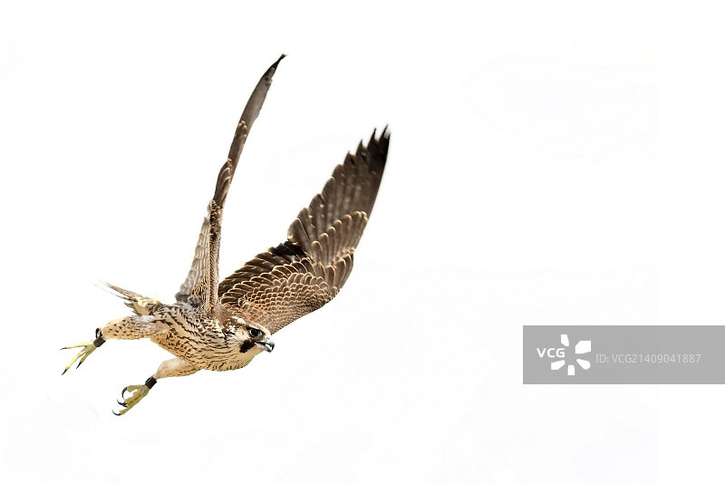 红隼起飞图片素材