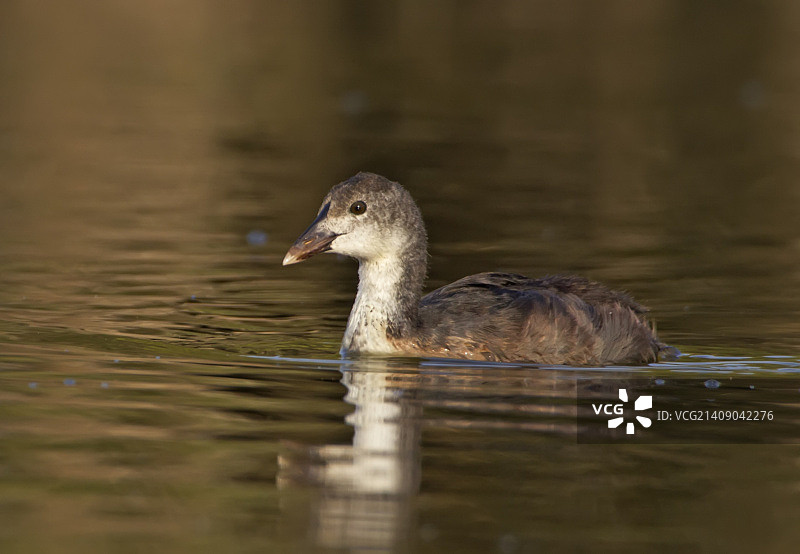 普通骨顶鸡图片素材