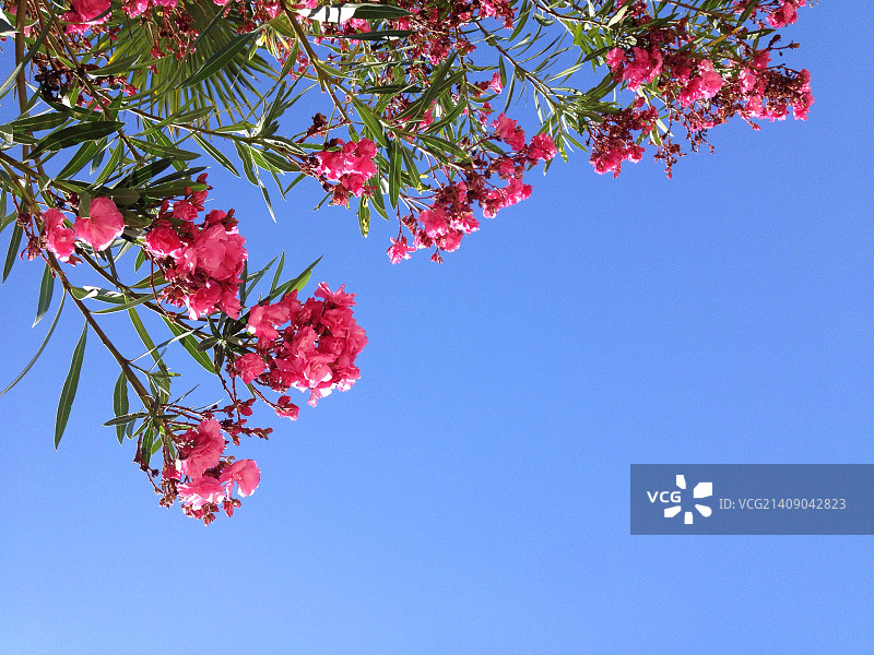 夹竹桃图片素材