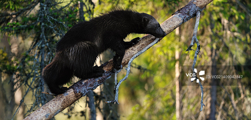 狼獾爬树图片素材