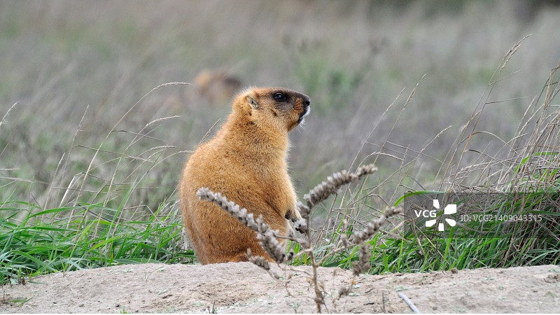 沉思的旱獭图片素材