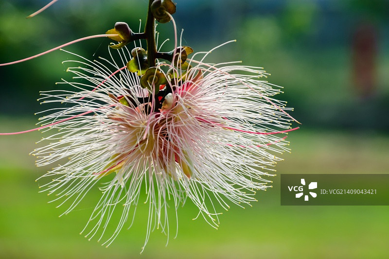 小叶玉蕊图片素材