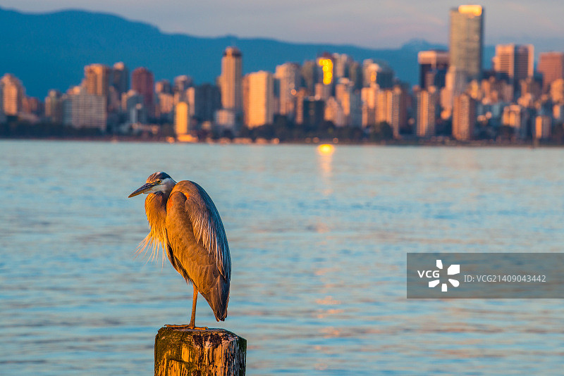 温哥华蓝鹭图片素材
