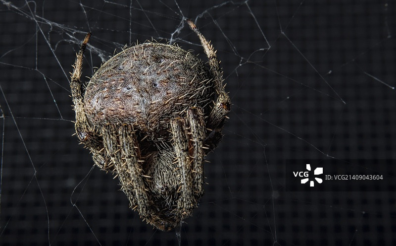 蛛形纲动物微距图片素材