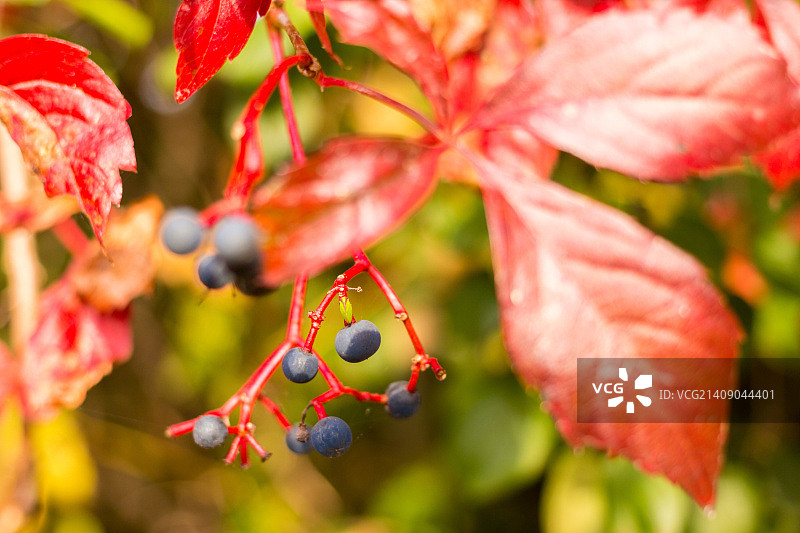 鲜艳红色图片素材