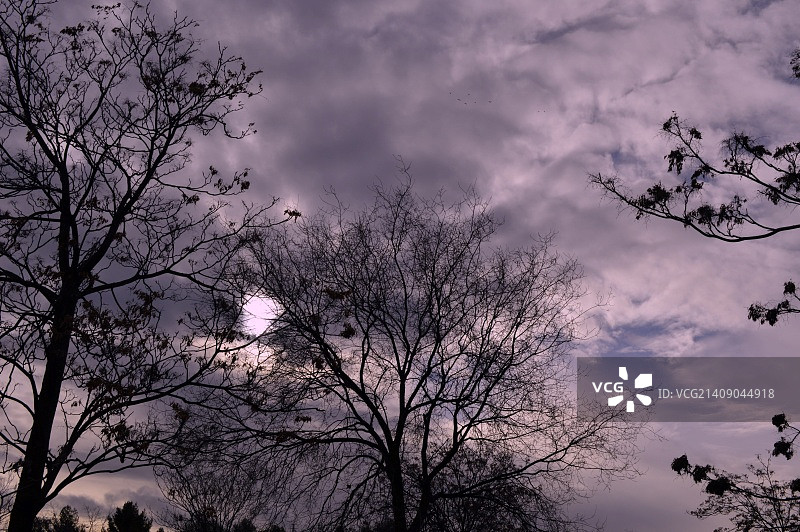 天空树木图片素材