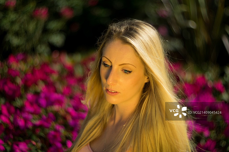 邱园的安巴树图片素材