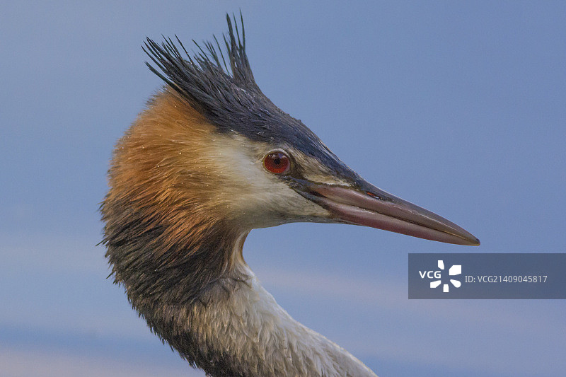 凤头鸊鸊特写图片素材
