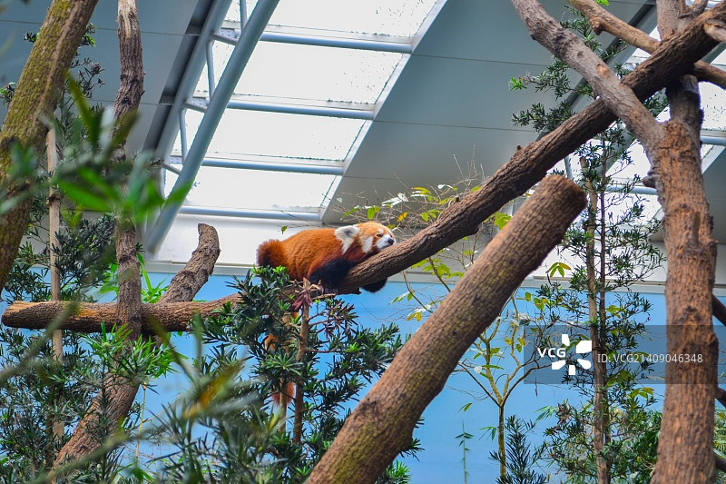 小熊猫，新加坡动物园，新加坡图片素材