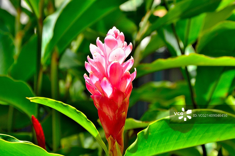 粉色凤梨花萼图片素材