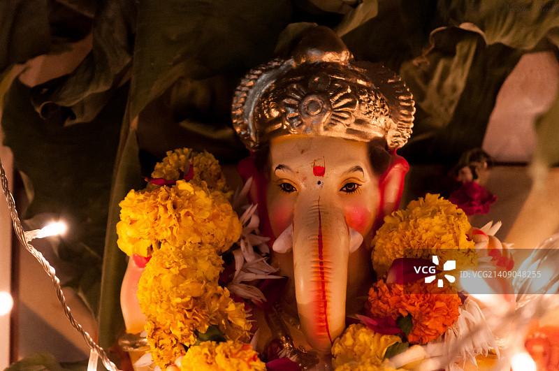 甘尼莎勋爵图片素材