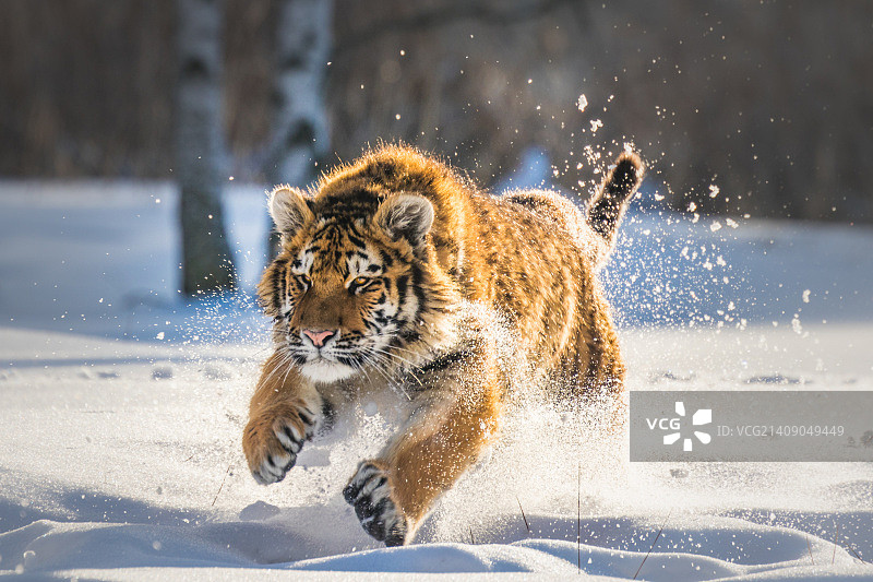 小猫与雪图片素材