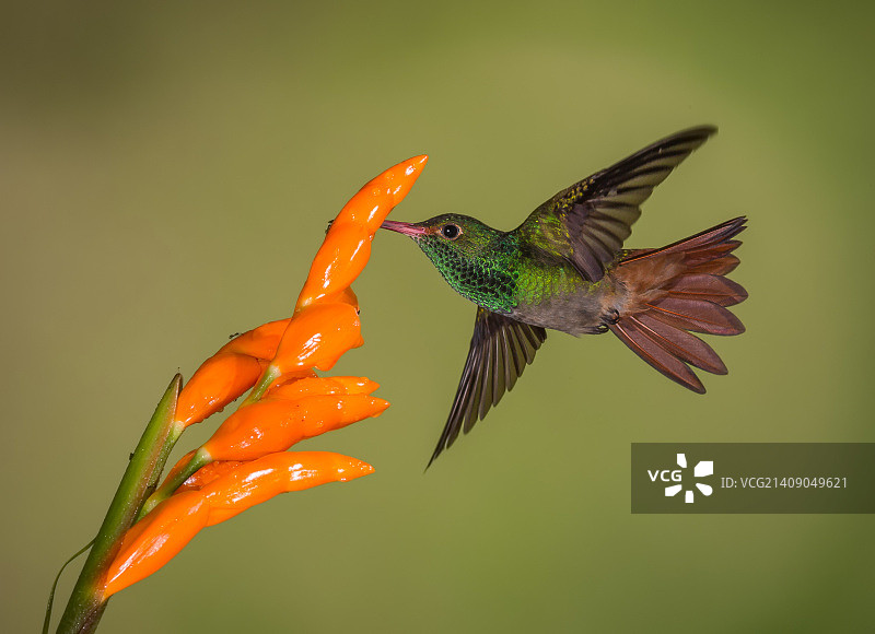 棕尾蜂鸟图片素材