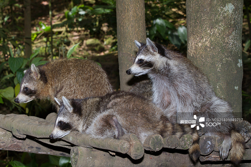 寻找麻烦…图片素材