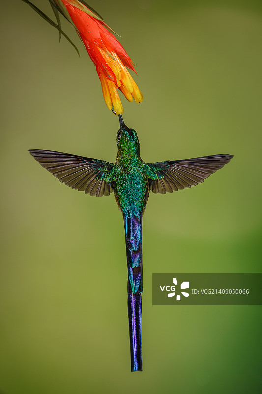 雄性紫尾蜂鸟图片素材