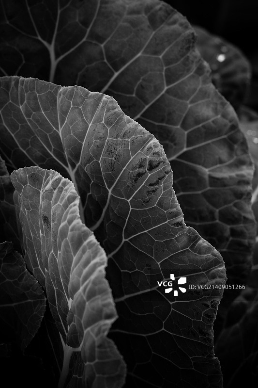 美味的羽衣甘蓝图片素材