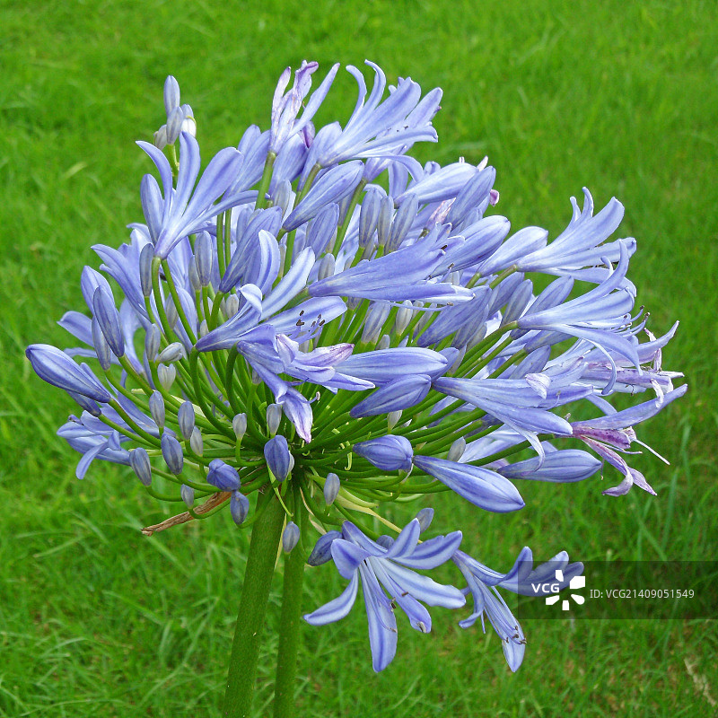 蓝色百子莲图片素材