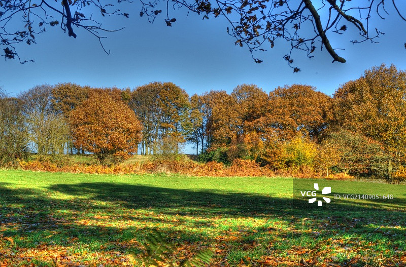秋季小树林图片素材