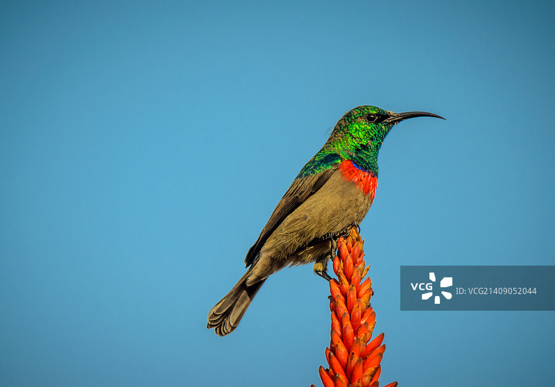 太阳鸟图片素材