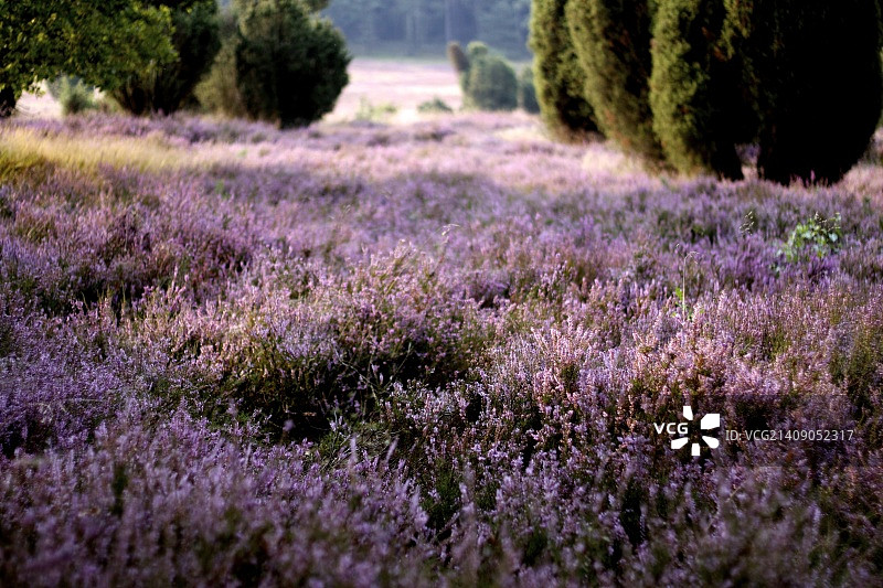 清晨的石楠花图片素材