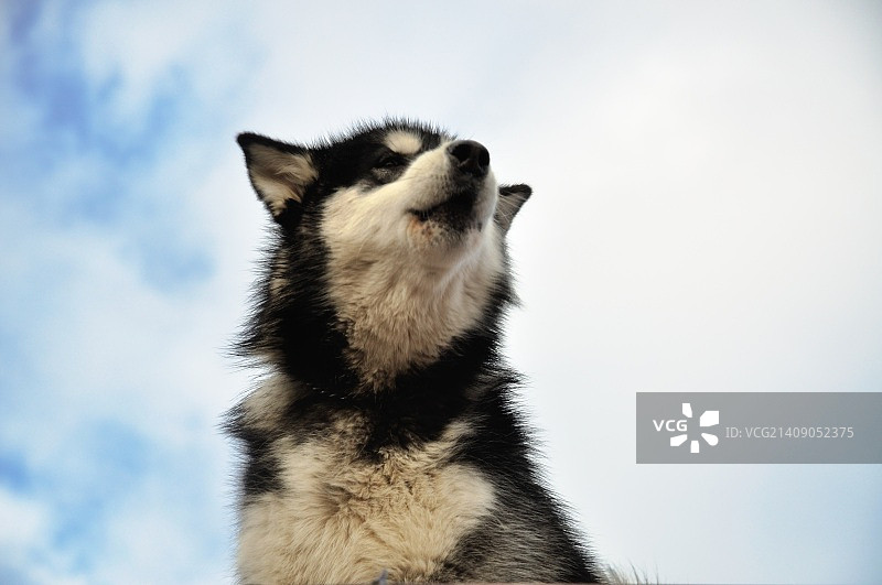 哈士奇的嚎叫图片素材