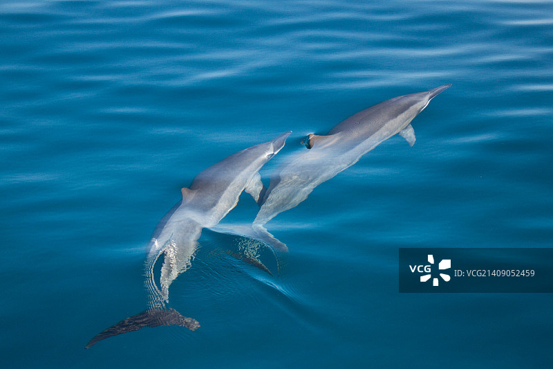 可爱岛纳帕利海岸的海豚图片素材