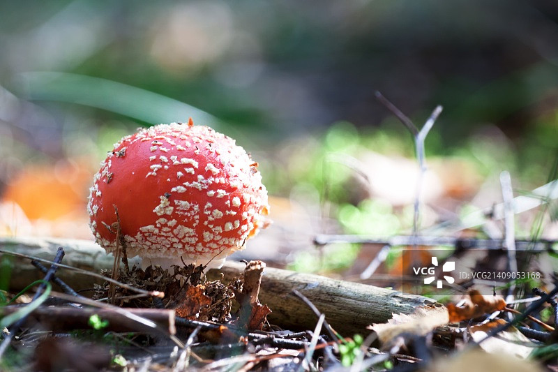 蘑菇系列：毒蝇伞图片素材