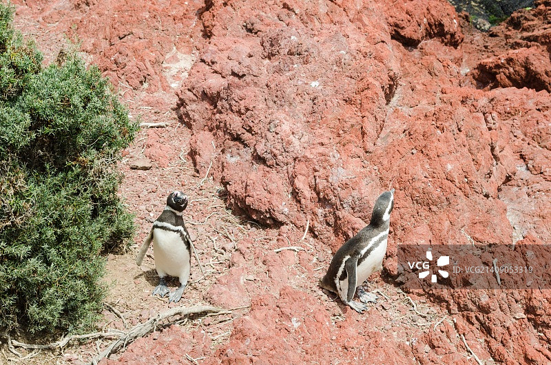 企鹅栖息地海岸图片素材