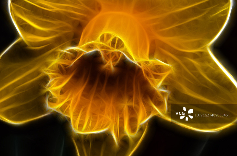 水仙花分形图案图片素材