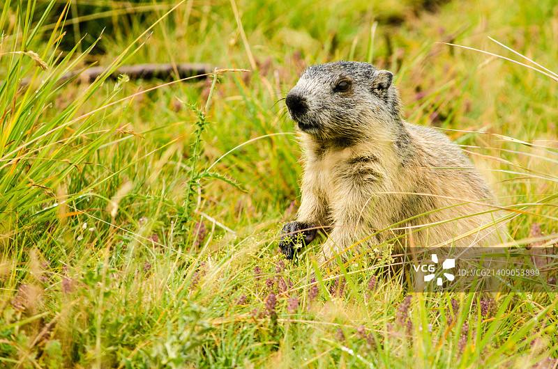 小旱獭图片素材
