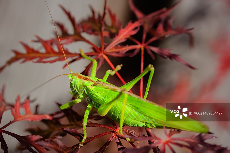 欧洲大草螽图片素材